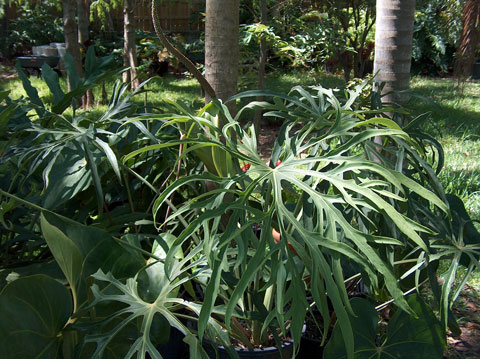 Anthurium podophyllum type 1 Anthurium podophyllum type 1