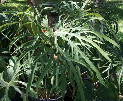 Anthurium podophyllum type 2 Anthurium podophyllum type 2