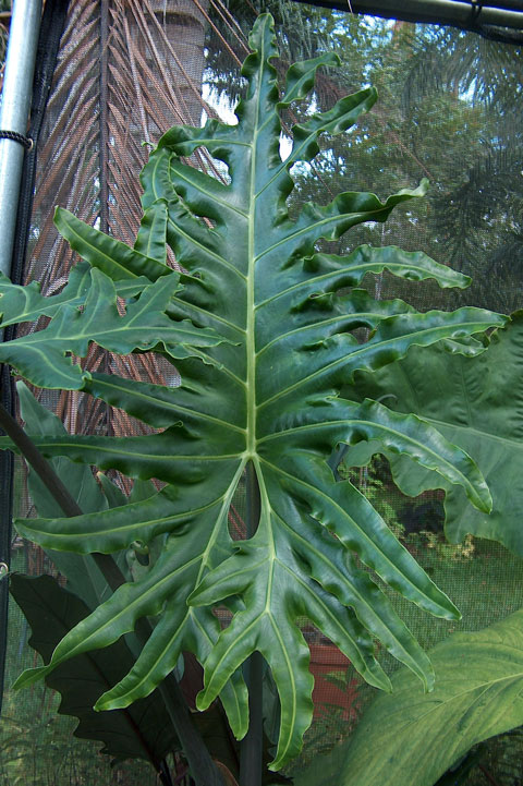 Alocasia portei leaf Alocasia portei leaf