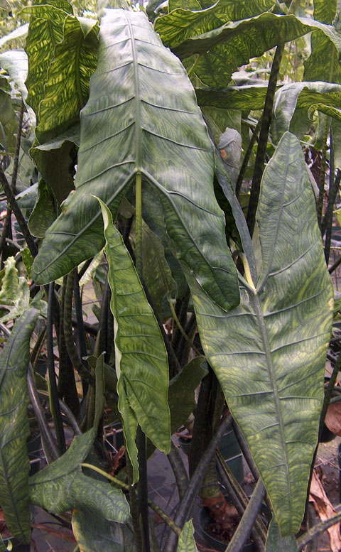 Alocasia reticulata pic 1 Alocasia reticulata pic 1