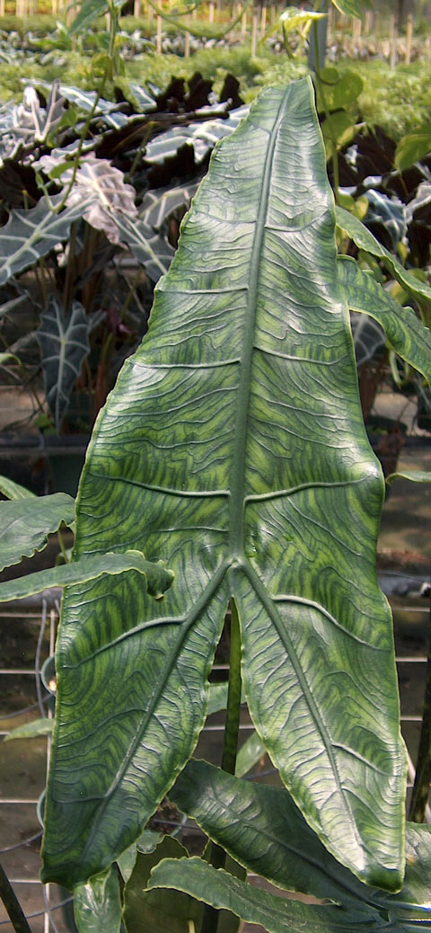 Alocasia reticulata pic 2 Alocasia reticulata pic 2