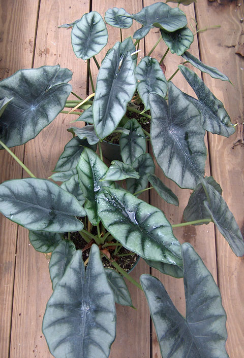 Alocasia reversa Alocasia reversa