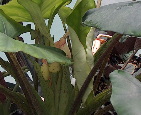 Alocasia ridleyi inflorescence Alocasia ridleyi inflorescence
