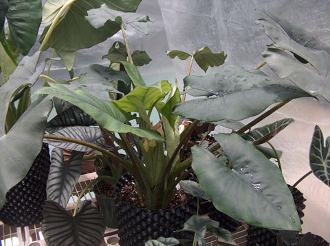 Alocasia ridleyi Alocasia ridleyi