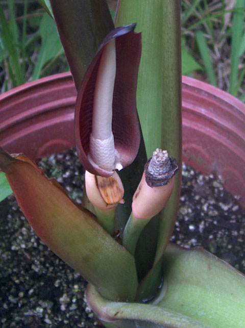 Alocasia robusta pollen