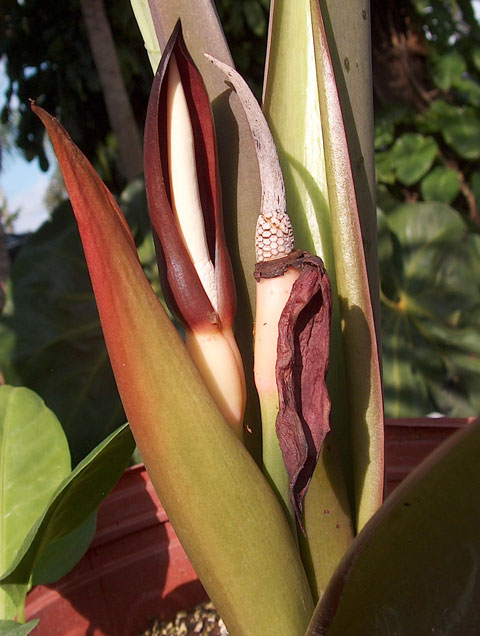 Alocasia robusta bloom