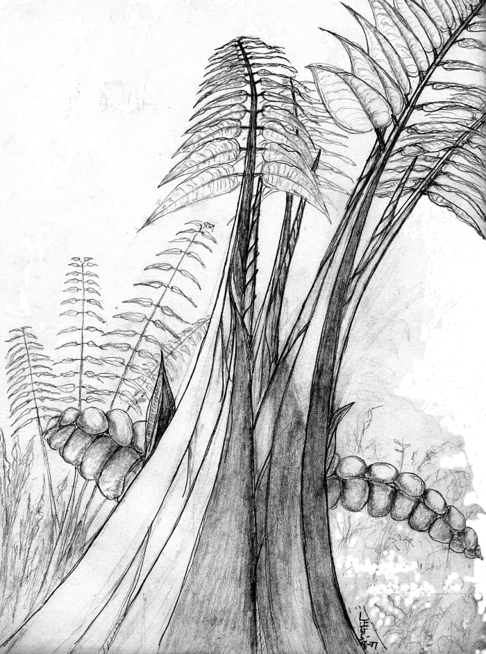 Pinnatidendron 4 leaf stage Pinnatidendron 4 leaf stage