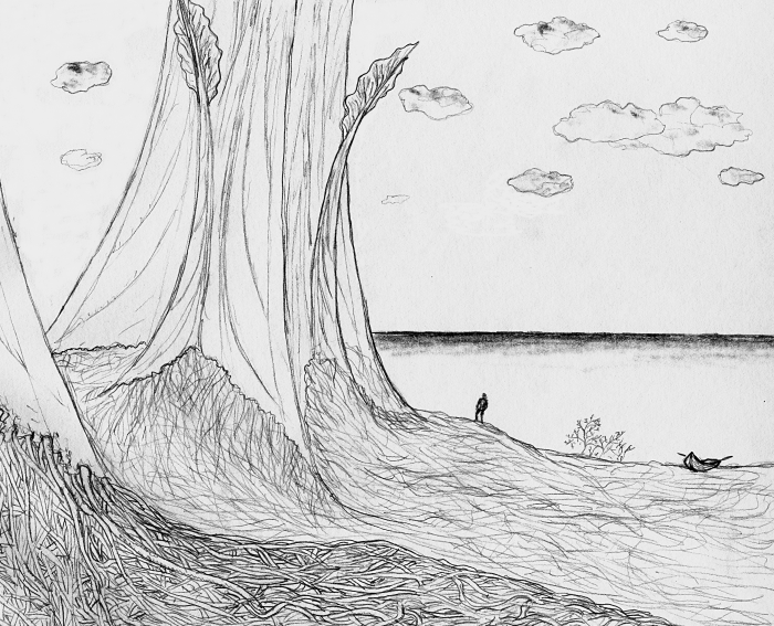 Pinnatidendron base view Pinnatidendron base view