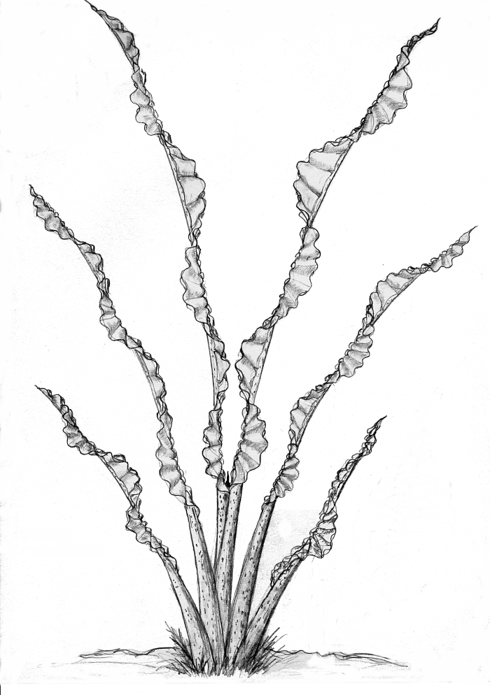 Lanceolum bicorrugatum Lanceolum bicorrugatum