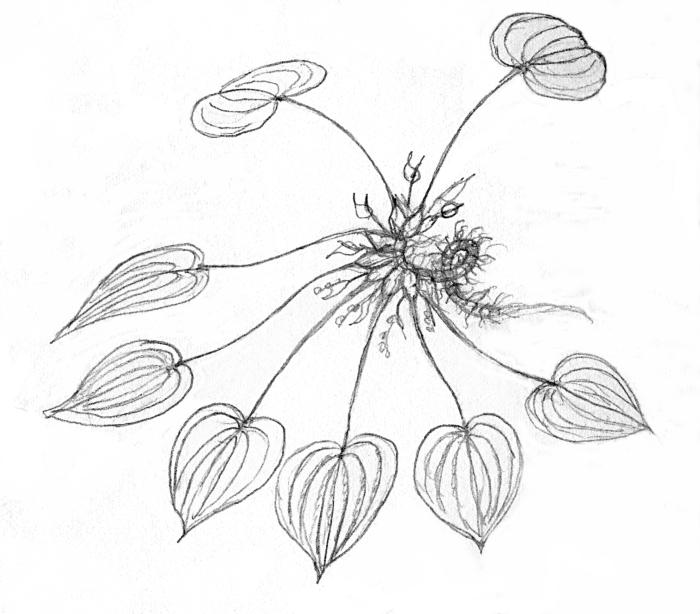 Spirophyllum cordatum Spirophyllum cordatum