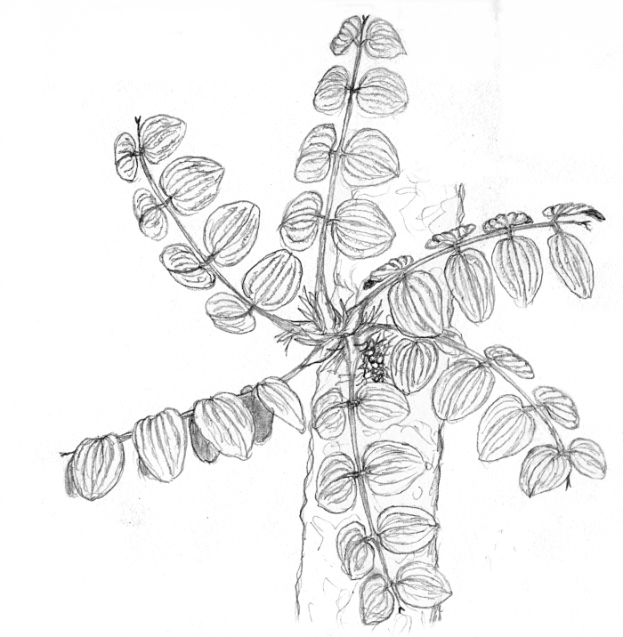 Spirophyllum pinnatum Spirophyllum pinnatum