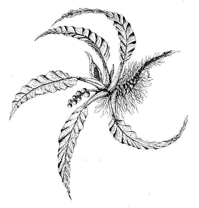 Spirophyllum lancifolium Spirophyllum lancifolium