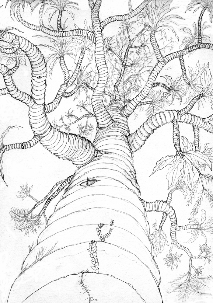 Aroidendron looking up Aroidendron looking up