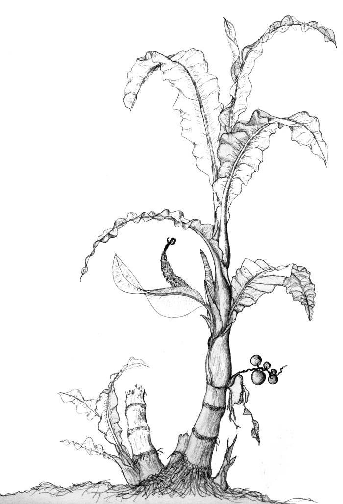 Dendroaglaonema overview Dendroaglaonema overview