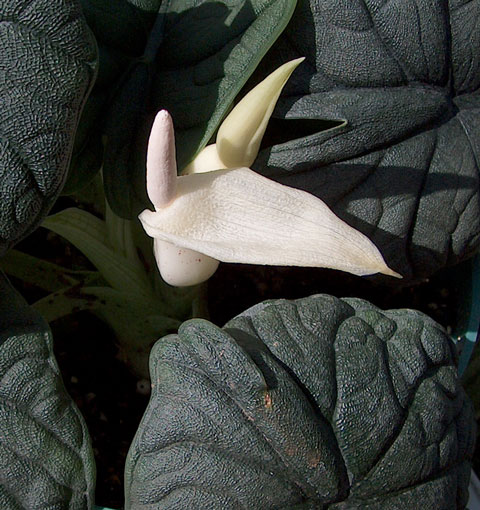 Alocasia melo rugosa infl Alocasia melo rugosa infl