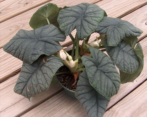 Alocasia melo rugosa Alocasia melo rugosa