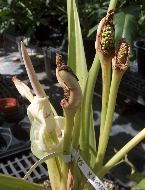 Alocasia sarawakensis pic 1 Alocasia sarawakensis pic 1