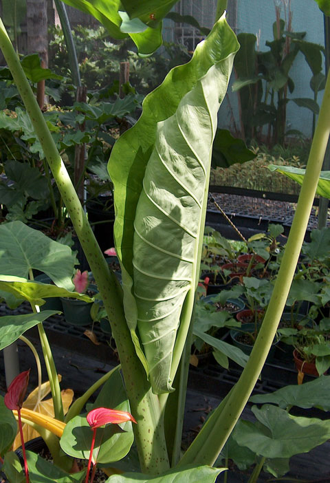 Alocasia sarawakensis pic 2 Alocasia sarawakensis pic 2