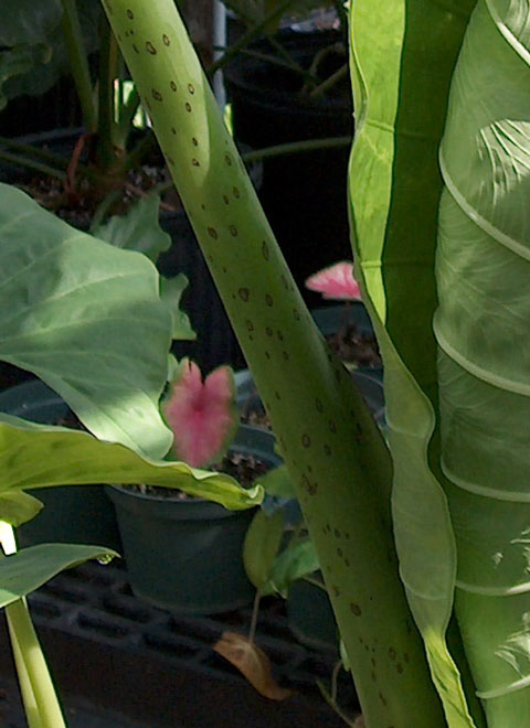 Alocasia sarawakensis petiole Alocasia sarawakensis petiole