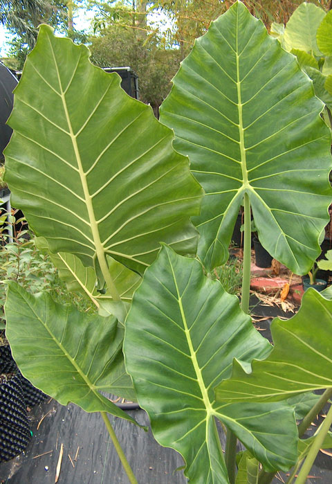 Alocasia x saridora Alocasia x saridora