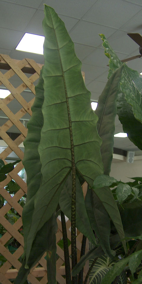 Alocasia tigrina leaf Alocasia tigrina leaf