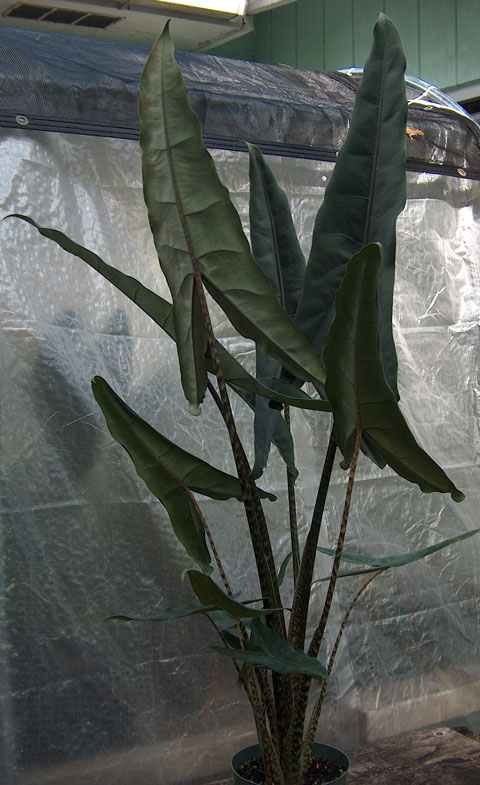 Alocasia tigrina superba