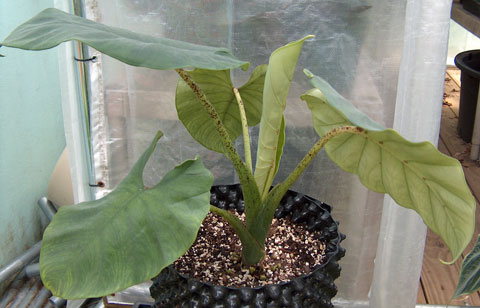 Alocasia villeneuvii Alocasia villeneuvii
