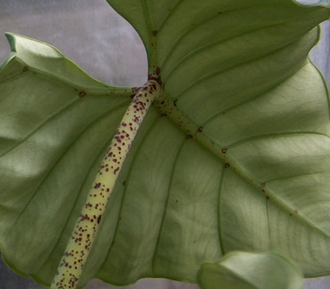 Alocasia villeneuvii leaf Alocasia villeneuvii leaf