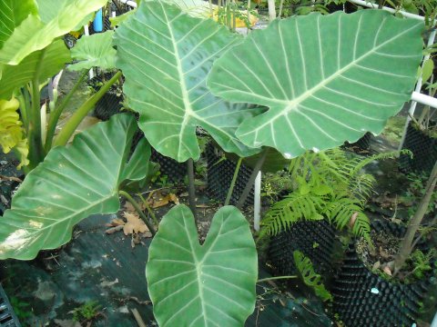 Alocasia Watson's Giant Alocasia Watson's Giant