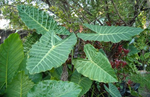 Alocasia Watson's Giant 2 Alocasia Watson's Giant 2