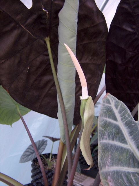 Alocasia watsoniania inflorescence Alocasia watsoniana inflorescence
