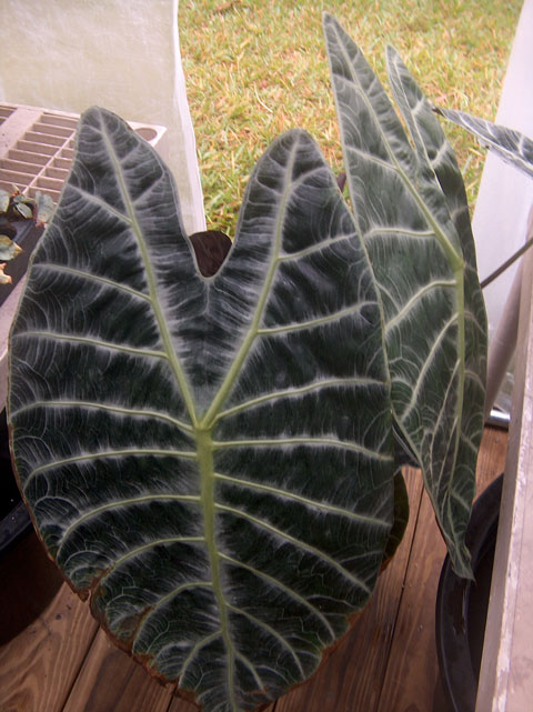 Alocasia watsoniana leaves Alocasia watsoniana leaves