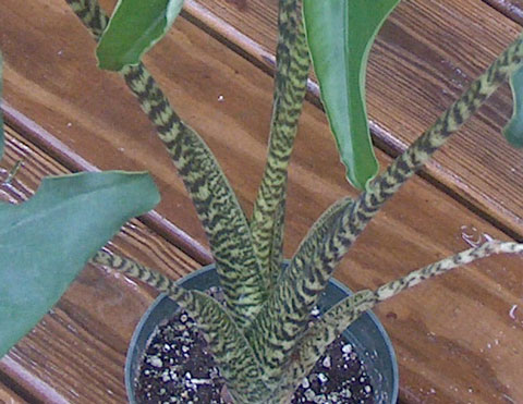 Alocasia zebrina petioles Alocasia zebrina petioles