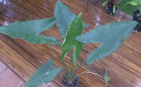 Alocasia zebrina overall Alocasia zebrina overall