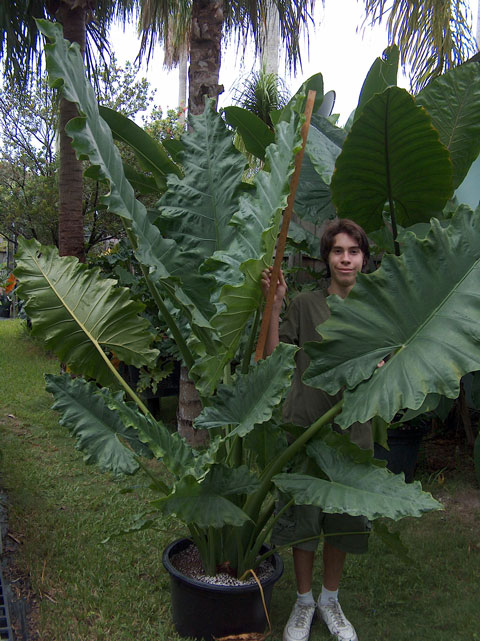 Alocasia Sinuate Mac Alocasia Sinuate Mac