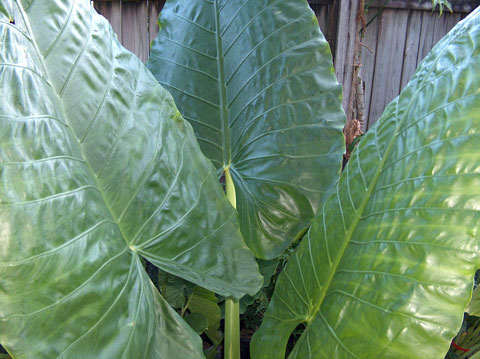 Alocasia macrorrhizos Big Mac Alocasia macrorrhizos Big Mac