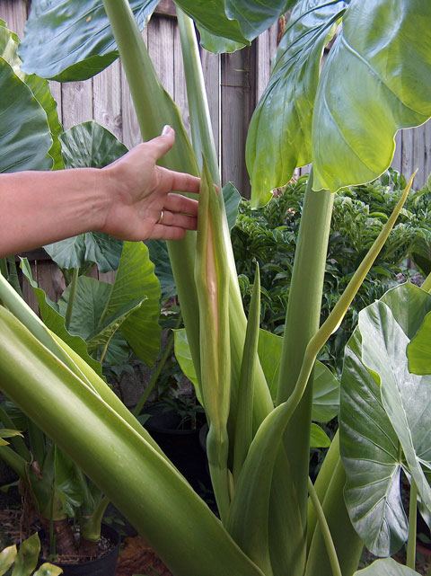 Alocasia Big Mac inflorescence Alocasia Big Mac inflorescence