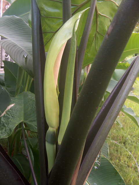 Alocasia mac black stem infl side Alocasia mac black stem infl side