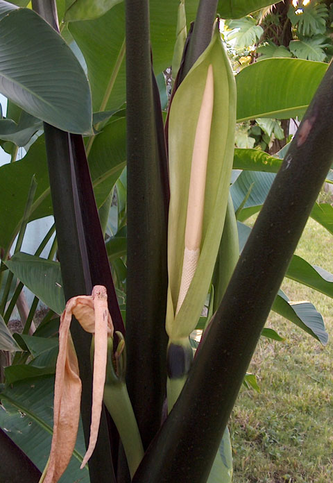 Alocasia mac black stem infl front Alocasia mac black stem infl front
