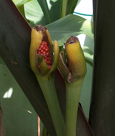 Alocasia mac black stem berries Alocasia mac black stem berries