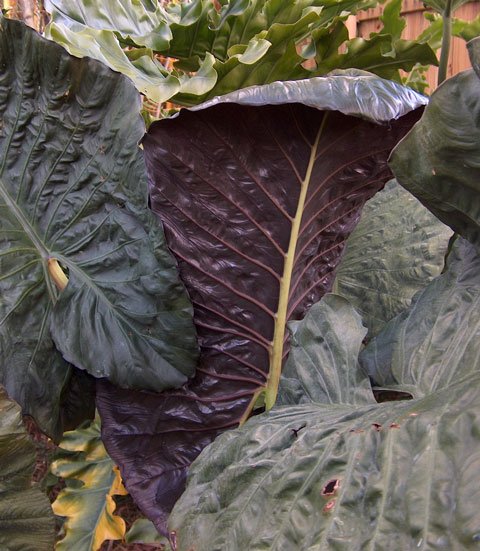 Alocasia Alocasia