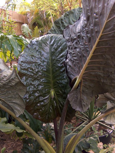 Alocasia 