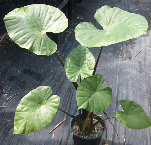 Alocasia x blue blush odora Alocasia x blue blush odora
