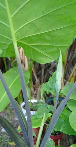 Alocasia odora Blue Alocasia odora Blue