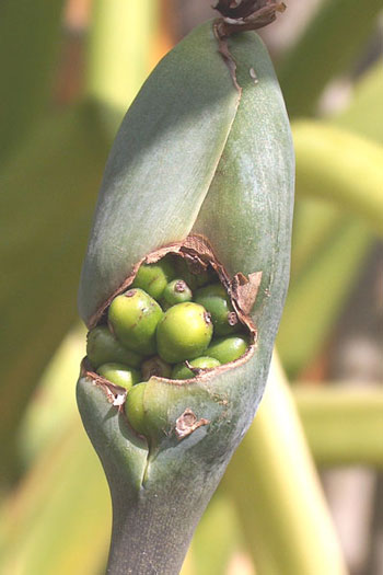 Blue Odora seedhead