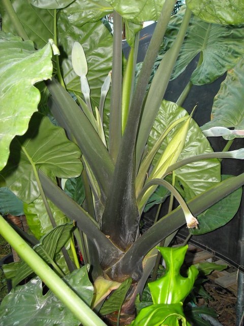 Alocasia Brisbane Blue stem