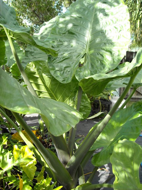 Alocasia hybrid Brisbane Blue Alocasia hybrid Brisbane Blue