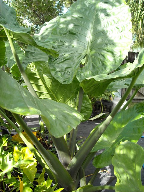 Alocasia hybrid Brisbane Blue