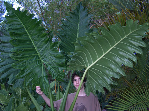 Alocasia x brisbane waves close Alocasia x brisbane waves close