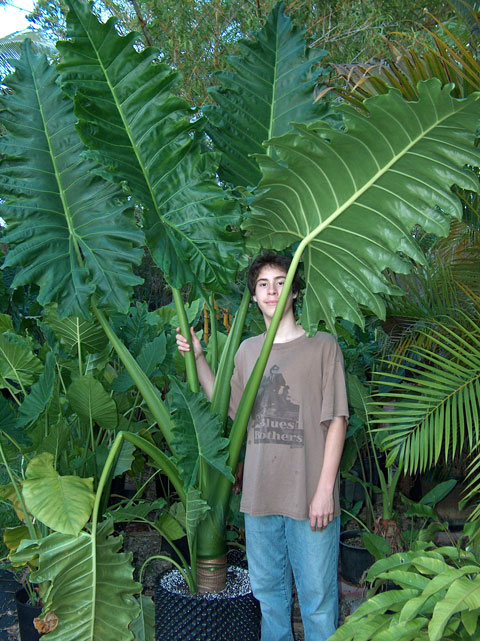 Alocasia x brisbane waves